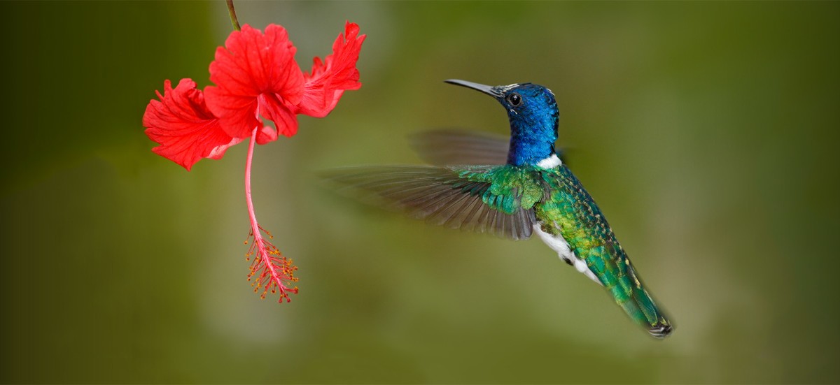 colibri