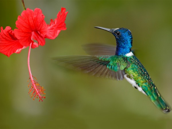 colibri